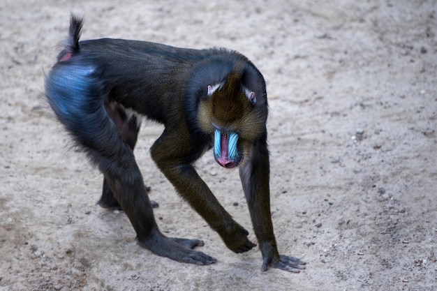 Mandrill camina sobre la arena mono camina sobre la vista lateral de la arena