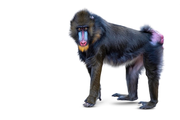 Mandrill isoliert auf weißem Hintergrund Walking Monkey Seitenansicht Mandrill isolieren auf weiß