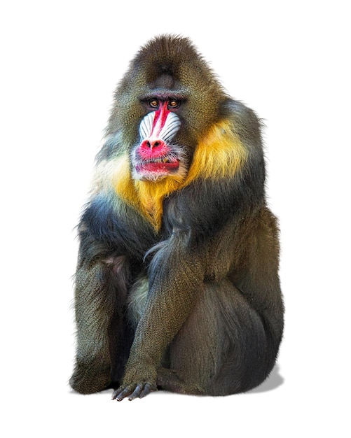 Mandrill Pavian, Isolated on White