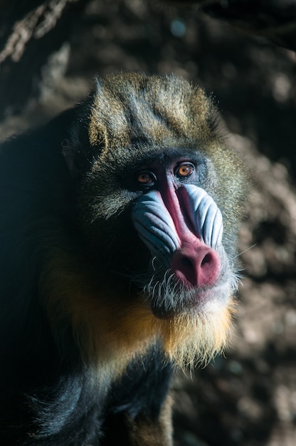 Mandrill