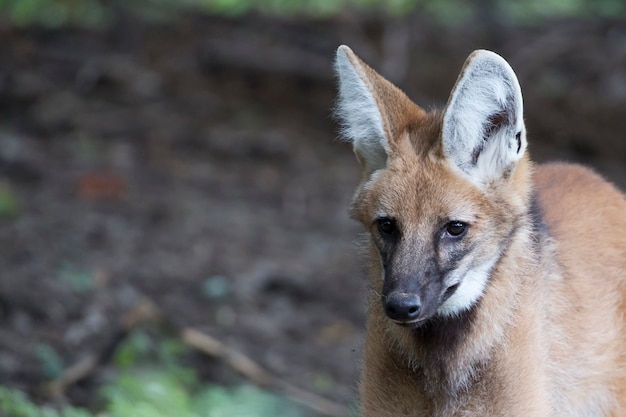 Maned Wolf ein Porträt