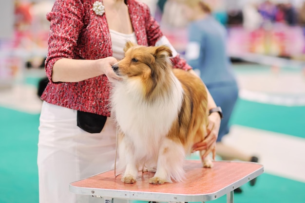 El manejador pone un perro collie en un estante en una mesa de aseo en una exposición canina