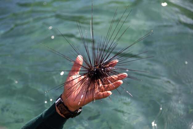 Manejar concha de erizo de mar.