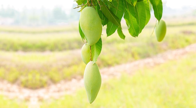 manga na árvoreMango na árvore com fundo naturalFruta Mango TreeAgriculturaAustralásia