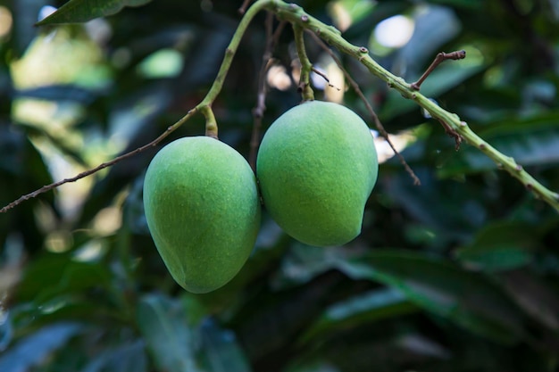 Manga verde crua fresca articulada no foco seletivo do galho de árvore