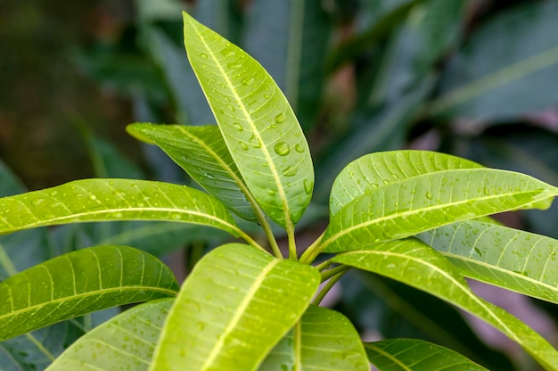 Manga verde Mangifera indica L folhas jovens em foco raso