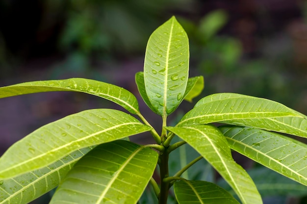 Manga verde Mangifera indica L folhas jovens em foco raso