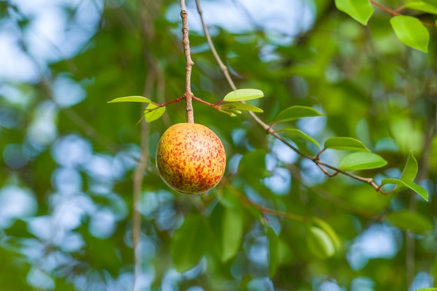 Mangaba fruta madura en el árbol Fruta típica de la selva atlántica en el noreste de Brasil