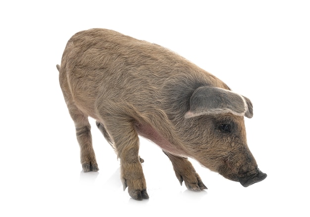 Mangalica joven delante de un fondo blanco