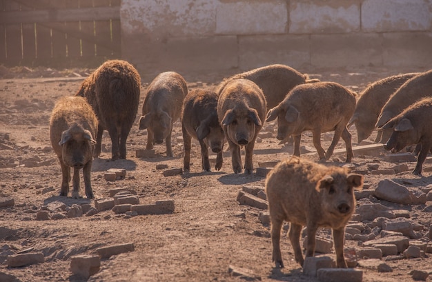 Mangalica una raza húngara de cerdo doméstico.