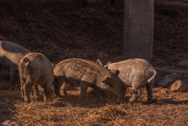 Mangalica una raza húngara de cerdo doméstico.