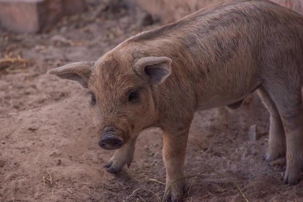 Mangalica una raza húngara de cerdo doméstico.