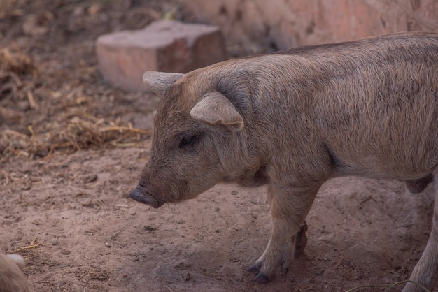 Mangalica uma raça húngara de porco doméstico.