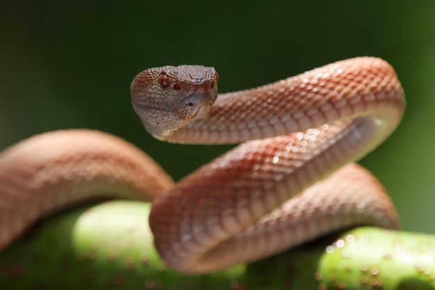 Manggrove pit viper cobra closeup cabeça animal close up