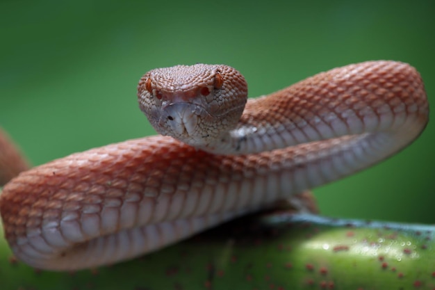 Manggrove Pit Viper Schlange Nahaufnahme