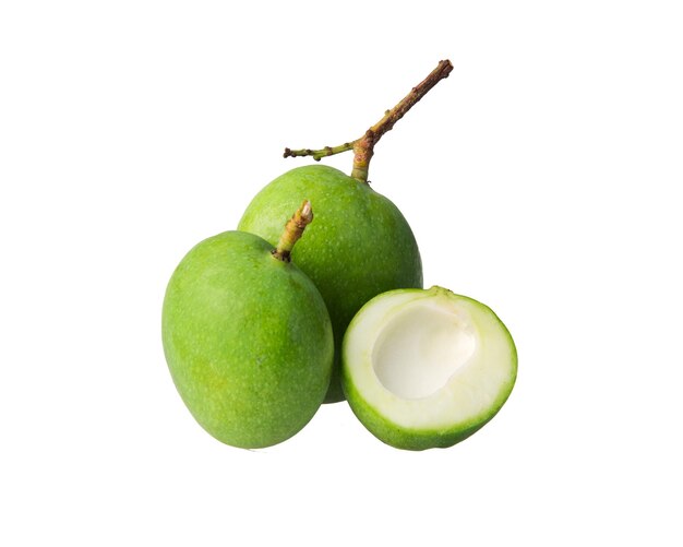 Mangifera