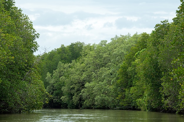 Manglares y bosques de manglares Chanthaburi Tailandia