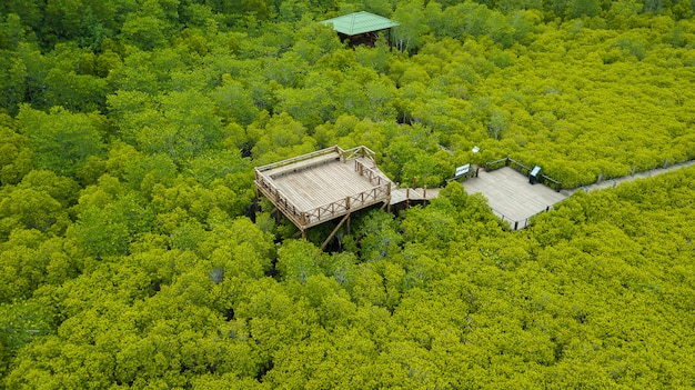 Manglares inTung Prong Thong o Golden Mangrove Field en el estuario Pra Sae, Rayong, Tailandia