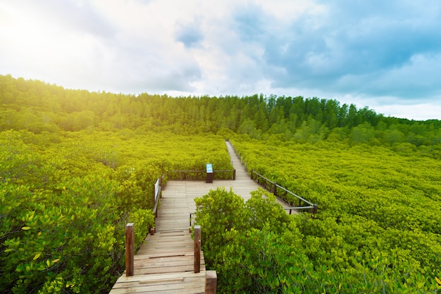 Manglares inTung Prong Thong o Golden Mangrove Field en el estuario Pra Sae, Rayong, Tailandia