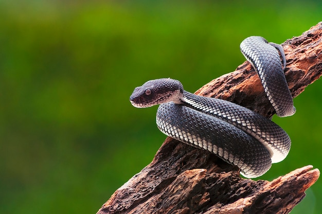 Foto mangle negro víbora serpiente purpureomaculatus en un árbol