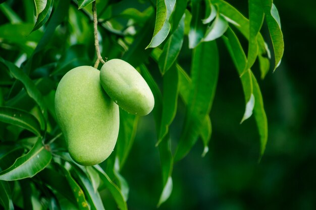 El mango en el árbol es una fruta con sabor agridulce.