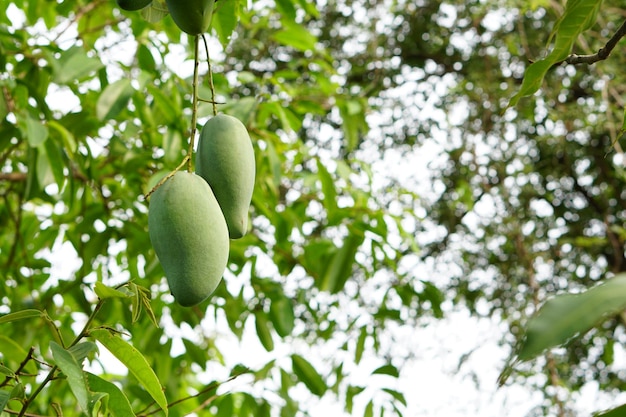 Mango auf Baumnaturhintergrund