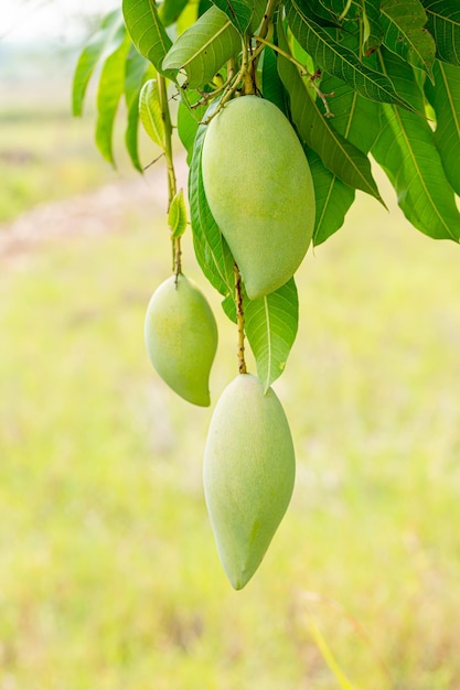 Mango auf dem BaumFrische grüne und gelbe Mangos auf einem Mangobaum Mangifera indica