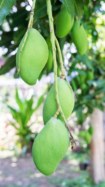 Mango crudo en un árbol de mango.