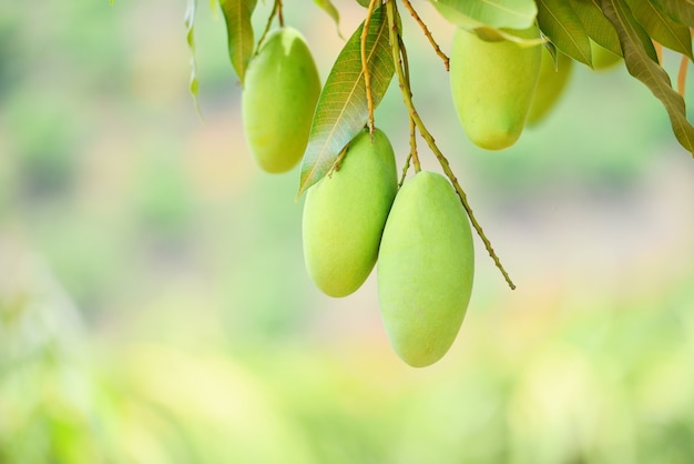 Mango crudo colgando de un árbol con una pared de hojas en el huerto frutal de verano - árbol de mango verde