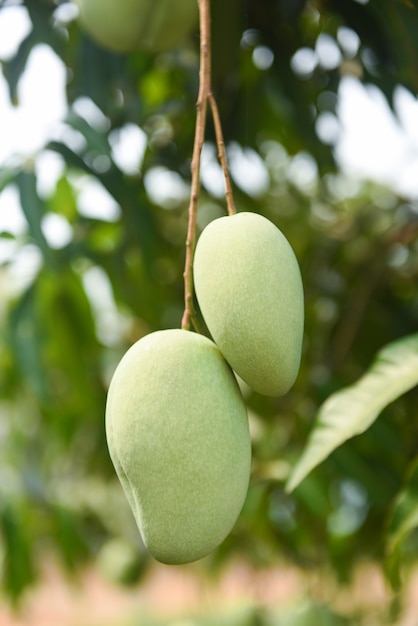 Mango crudo colgando de un árbol