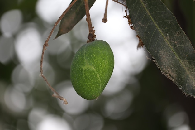 Un mango cuelga de un árbol en el bosque.