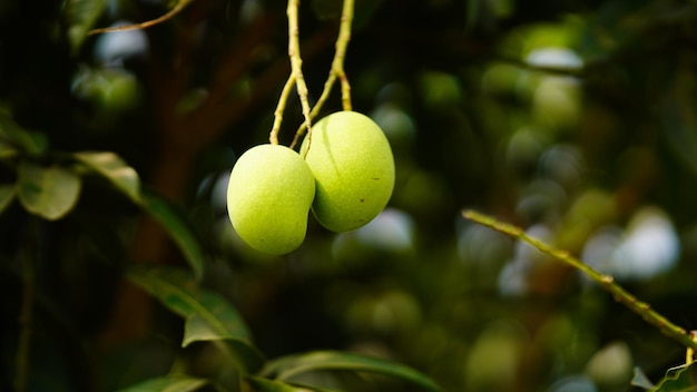 Mango, die am Baumbild hängt