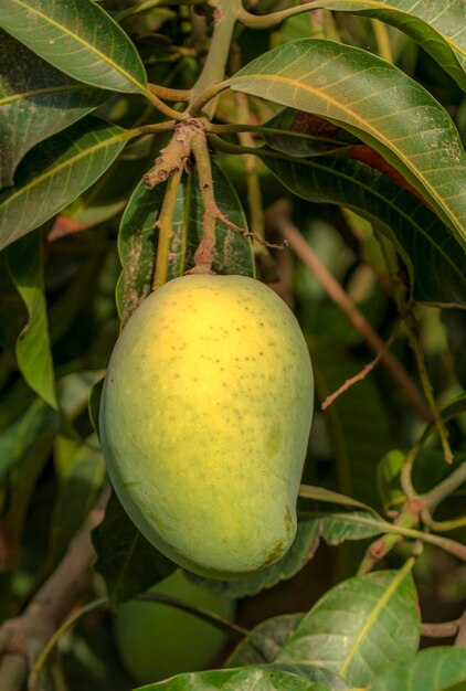 Un mango está en un árbol con hojas verdes.