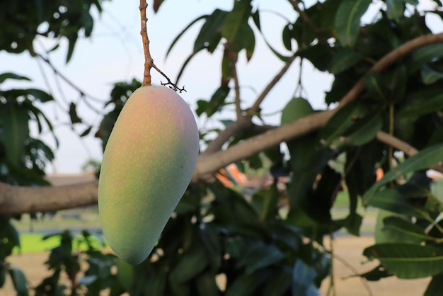 Mango fresco en el árbol Friut favorito de Tailandia Naturaleza y concepto de comida