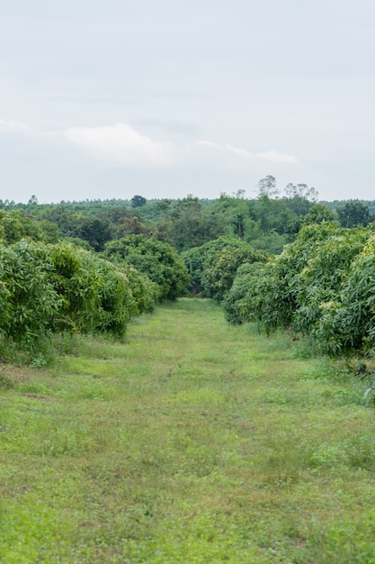 Mango Garden Farm