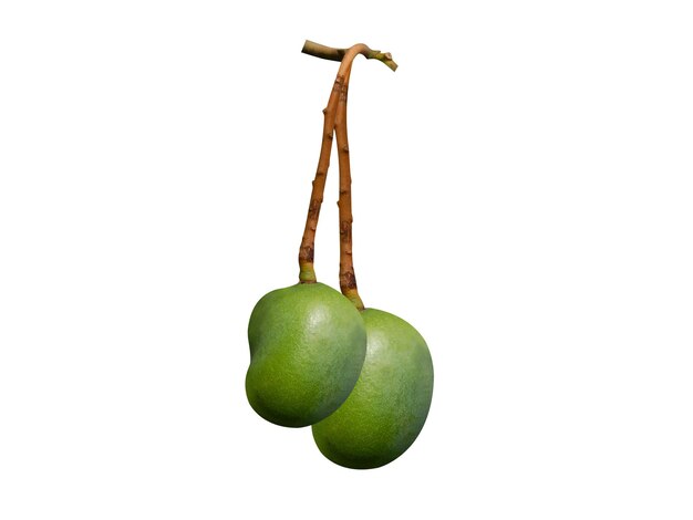 Mango ou Mangifera indica são geralmente doces crus e mangas maduras podem ser comidas de várias maneiras