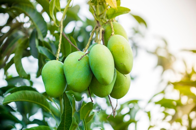 Foto mango que crece en el árbol