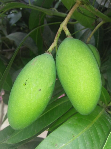 Mango verde en el árbol