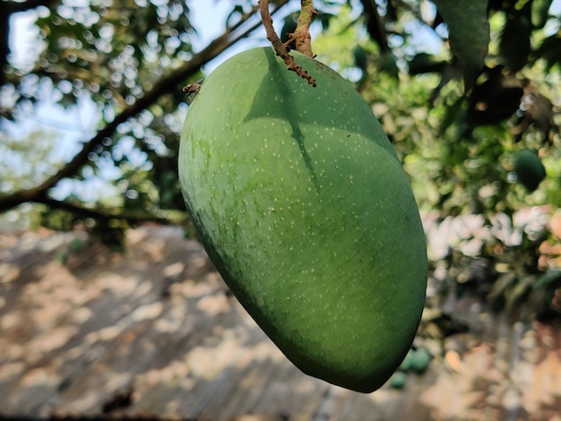 Un mango verde colgando de un árbol con la palabra mango.