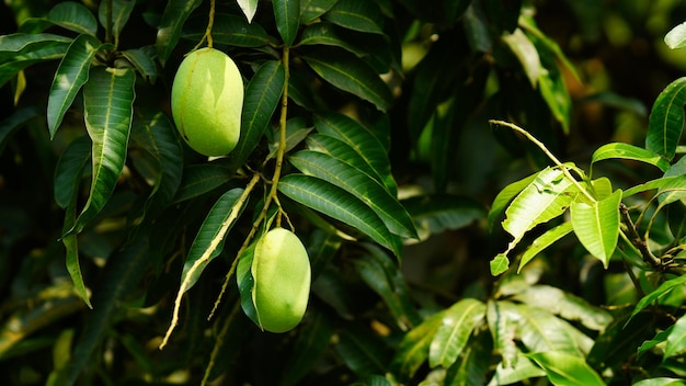 Mango verde colgando del árbol