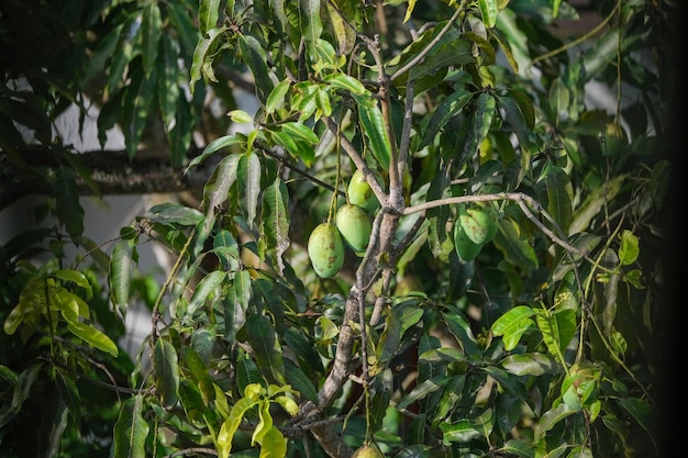 Foto mango verde colgando de una rama del árbol