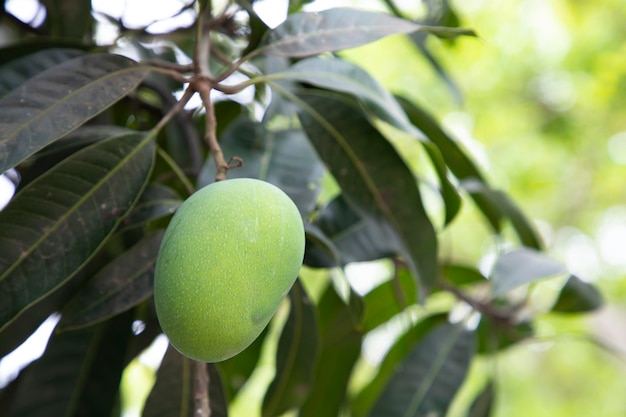 Mango verde crudo fresco con bisagras en la rama del árbol Enfoque selectivo