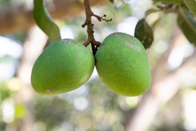 Mango verde crudo fresco con bisagras en la rama del árbol Enfoque selectivo