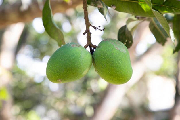 Mango verde crudo fresco con bisagras en la rama del árbol Enfoque selectivo