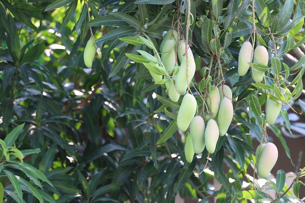 Mango verde que aún no está maduro.