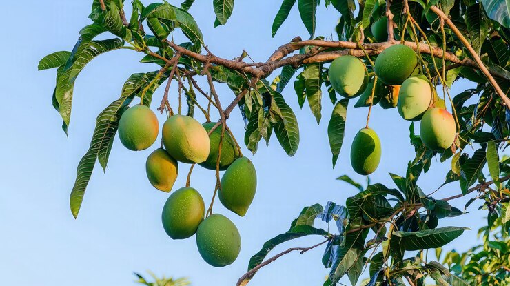 Mango verde en una rama