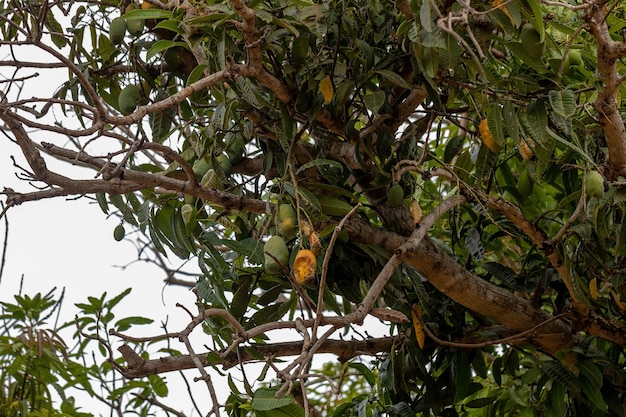 Mangobaum der Art Mangifera indica mit Früchten