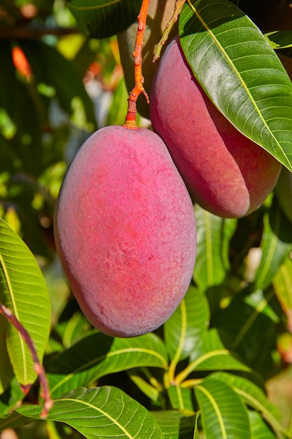 Mangobaum mit hängenden mangofrüchten