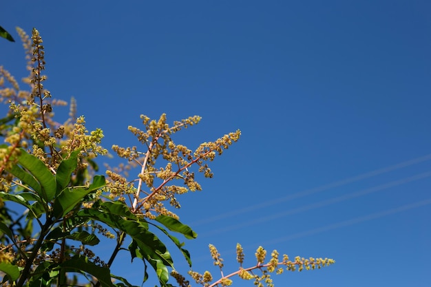 Mangoblüte auf den Mangobäumen