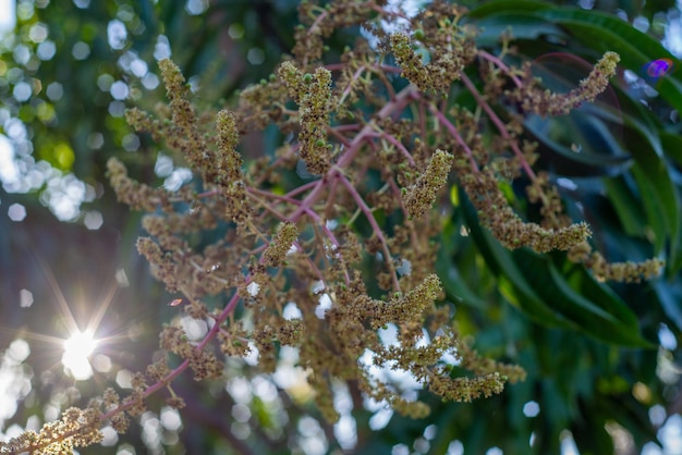 Mangoblüten im Vordergrund